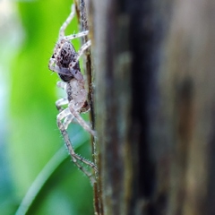 Anyphaena accentuata