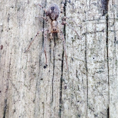 Anyphaena accentuata