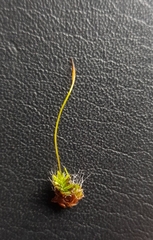 Tortula muralis muralis