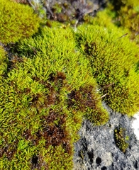 Tortula muralis muralis