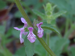 Stachys grandidentata