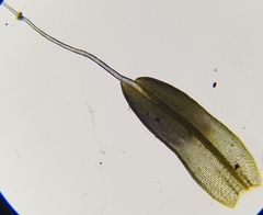 Tortula muralis muralis