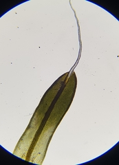 Tortula muralis muralis