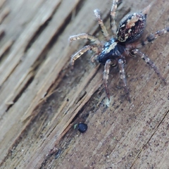 Textrix denticulata