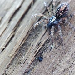 Textrix denticulata