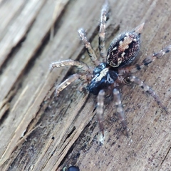 Textrix denticulata