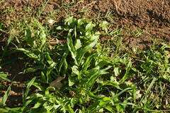 Urochloa plantaginea