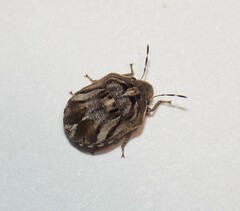 Sphyrocoris obliquus