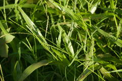Urochloa plantaginea