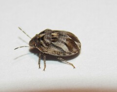 Sphyrocoris obliquus