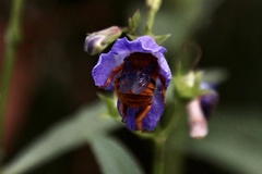 Amegilla bombiformis