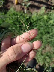 Eragrostis barrelieri