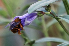 Amegilla bombiformis