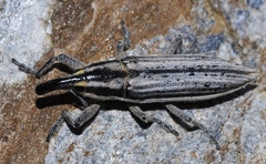 Lixus anguinus