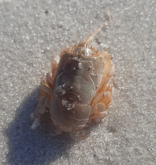 Emerita brasiliensis