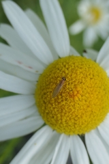 Lonchoptera bifurcata