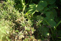 Heliotropium amplexicaule