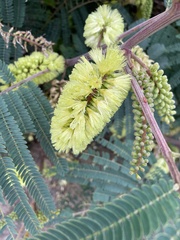 Paraserianthes