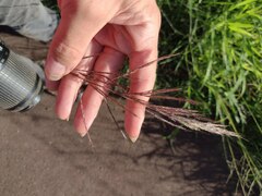 Bothriochloa bladhii