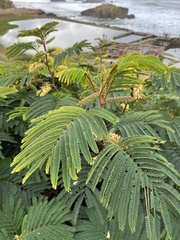 Paraserianthes