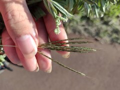 Bothriochloa pertusa