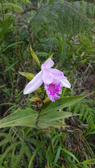 Sobralia rosea