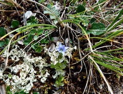 Gentiana prostrata