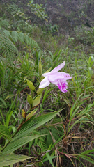 Sobralia rosea