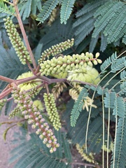 Paraserianthes