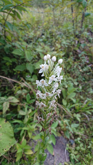 Habenaria monorrhiza