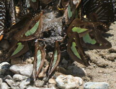 Polyura