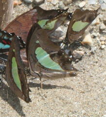 Polyura