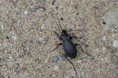 Carabus hortensis