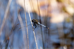 Orthetrum boumiera