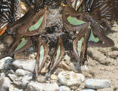 Polyura