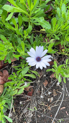 Dimorphotheca fruticosa