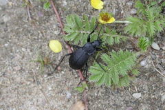 Carabus hortensis