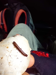 Myriapoda
