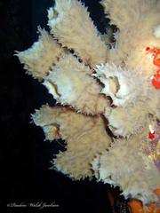 Callyspongia aculeata