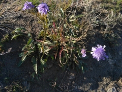 Scabiosa comosa