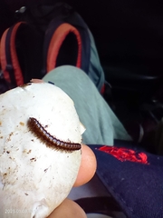 Myriapoda