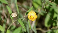 Gaya parviflora