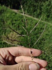 Dichanthium annulatum annulatum