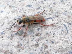 Sphex latreillei