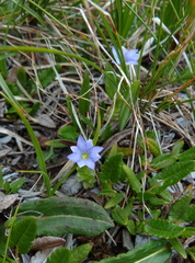 Gentiana prostrata