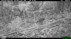 Pycnoptilus floccosus