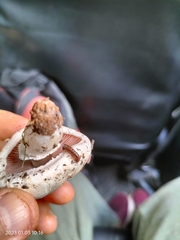 Myriapoda