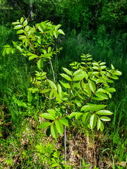 Toxicodendron vernix