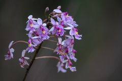 Epidendrum calanthum