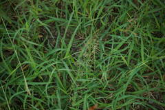 Eragrostis amabilis